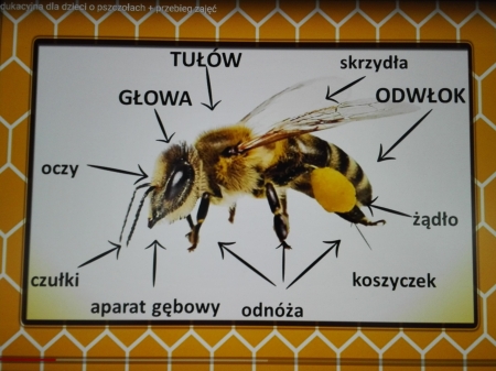 Światowy Dzień Pszczół